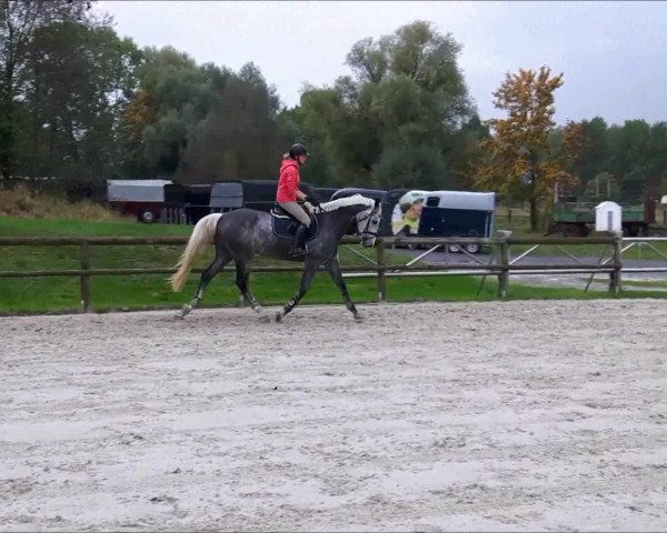 Video of Confido V.D.R