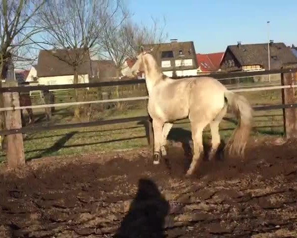 Video of Candeals
