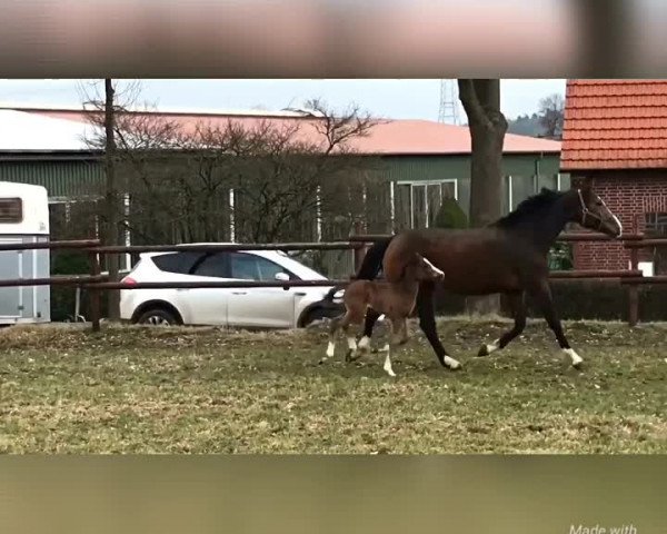 Video von Bellevie G