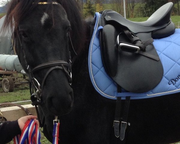 horse Donatella (Hanoverian, 2006, from Dr Doolittle 45)
