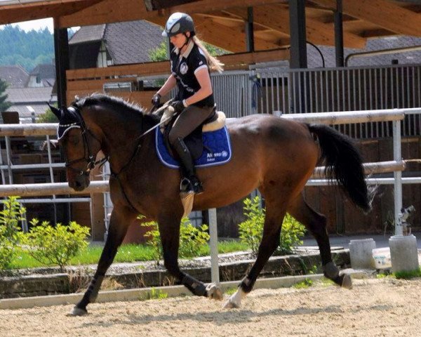 horse Clarissa 142 (Oldenburg show jumper, 2009, from Condeur)