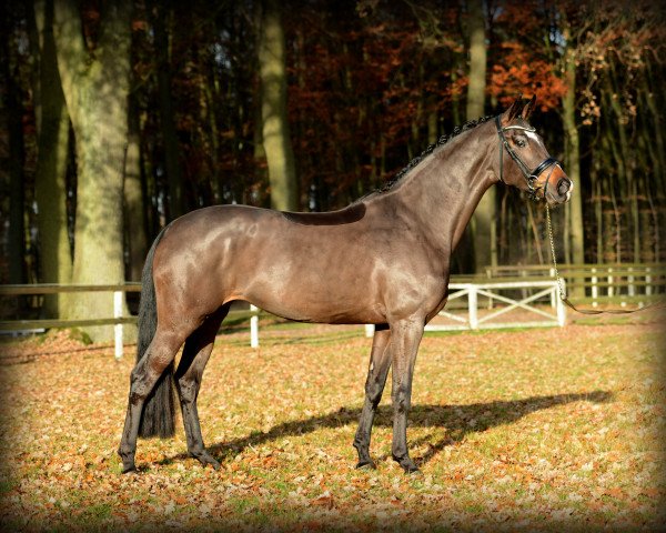 broodmare Sweet Chocolate (Westphalian, 2010, from Son of Cologne)