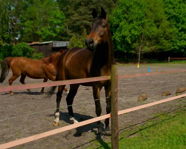 dressage horse Sandrino (Württemberger, 2001, from Sandro Hit)