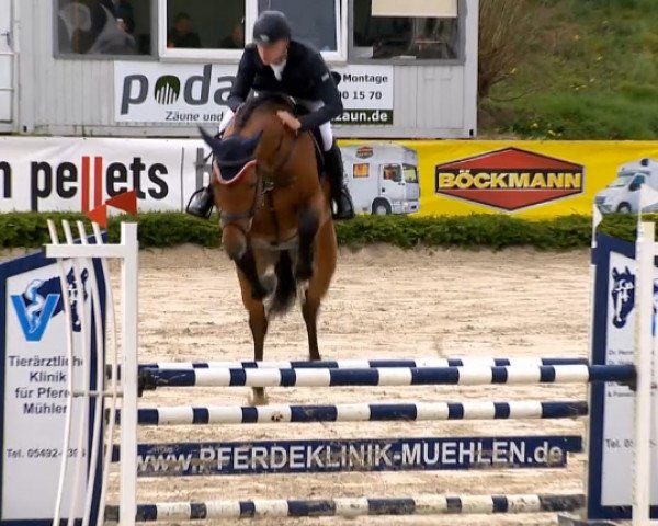 Springpferd Sancare (Oldenburger Springpferd, 2009, von Sandro Boy)