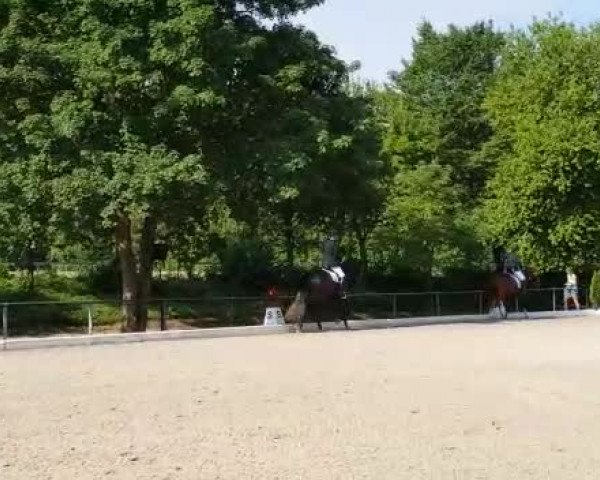Video of Quintorini