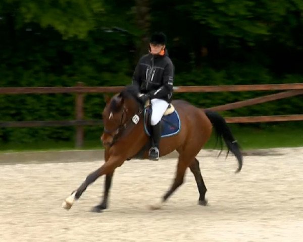jumper Chester 292 (Oldenburg, 2009, from Cornet's Prinz)