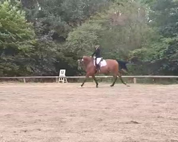 Video of Aumeister