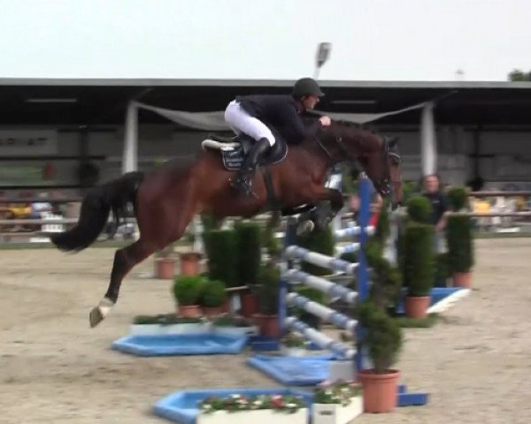 jumper Caruso 508 (Westphalian, 2009, from Carell)