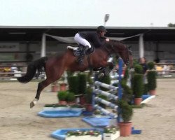 jumper Caruso 508 (Westphalian, 2009, from Carell)