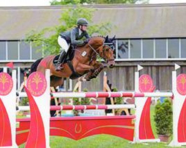 Springpferd Caspar Blue (Oldenburger, 2008, von Chacco-Blue)