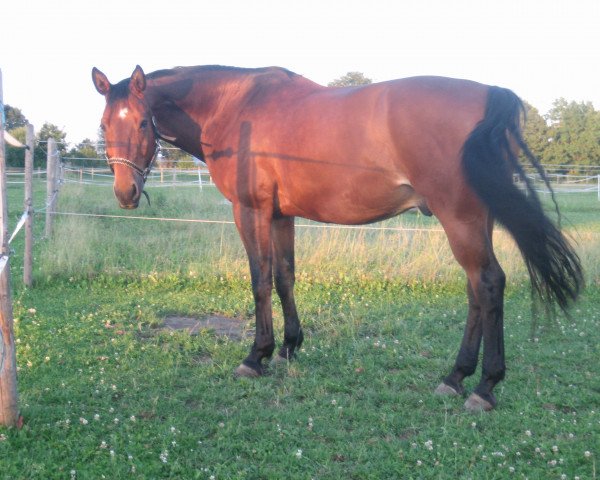 horse Rockefeller S (Saxony-Anhaltiner, 1996, from Rosenzauber) horse Rockefeller S (Saxony-Anhaltiner, 1996, from Rosenzauber)