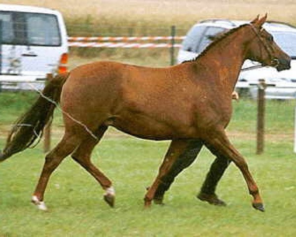 Zuchtstute Zauberglück (Trakehner, 1997, von Assistent)