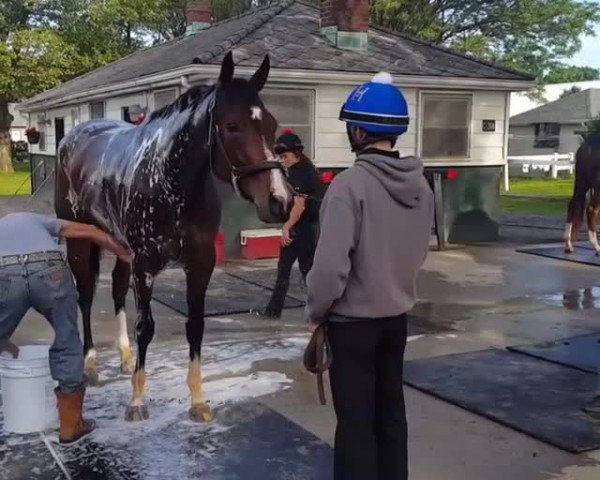 Video of Songbird xx