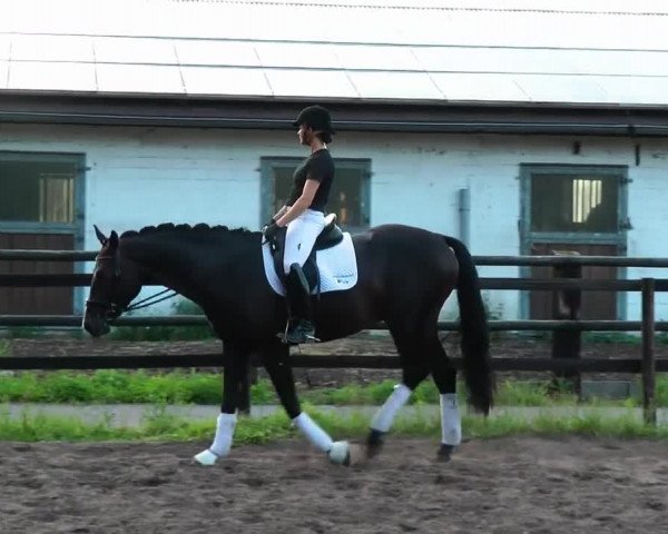 Video von Sparrow 3