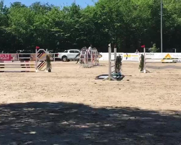 Video von Cayenne 172