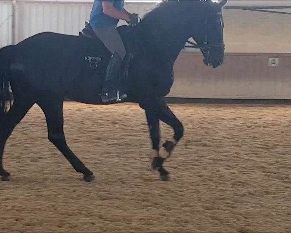 Video of Ruby