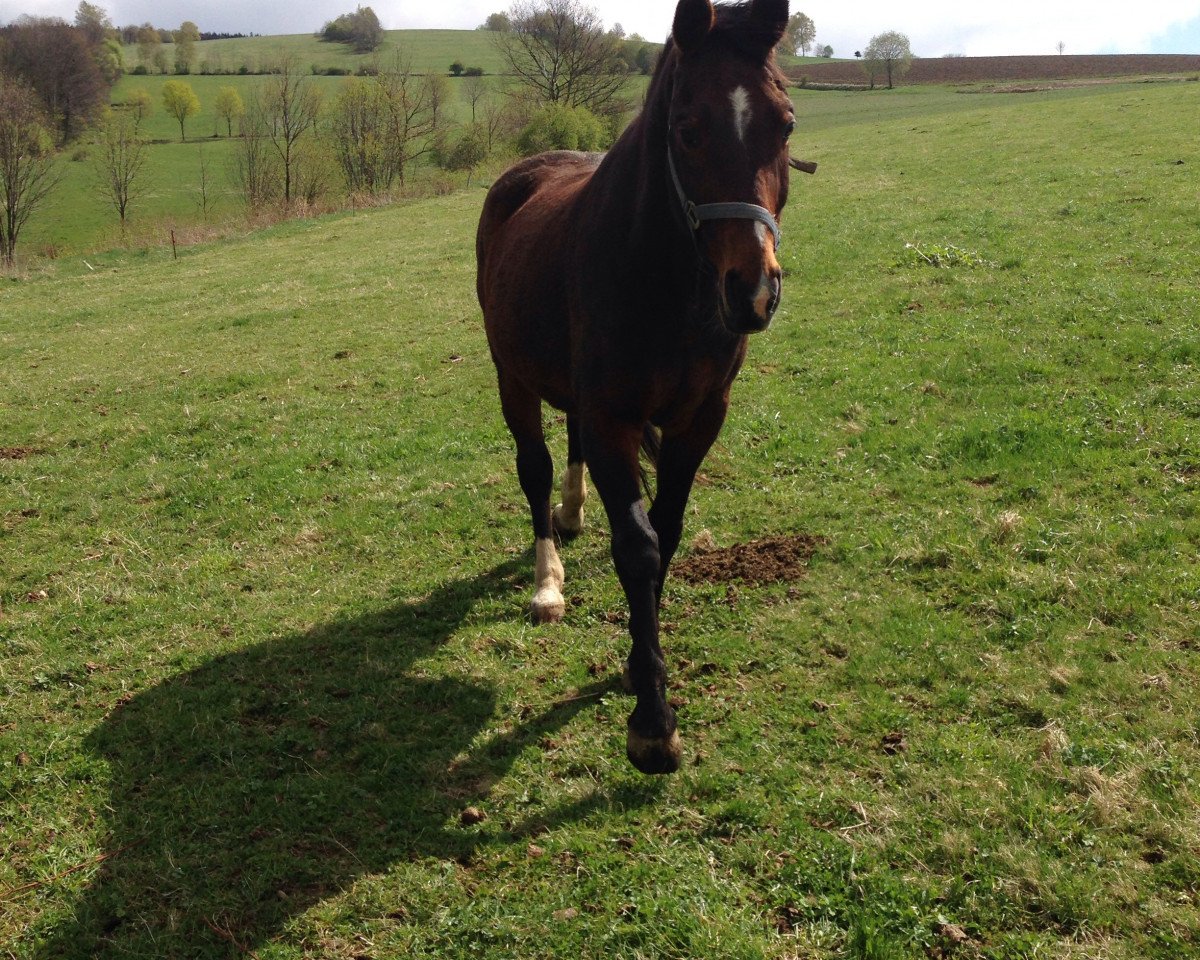horse Akrolit (Sachse, 1998, from Allround)