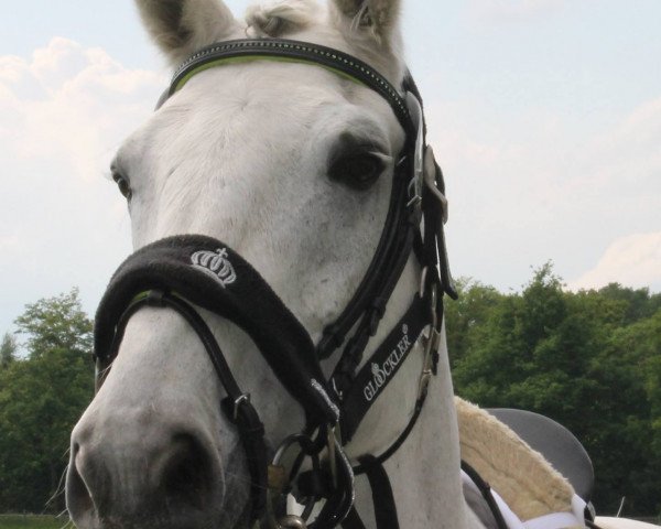 dressage horse Rolex (Westphalian, 1996, from Rubinstein I)