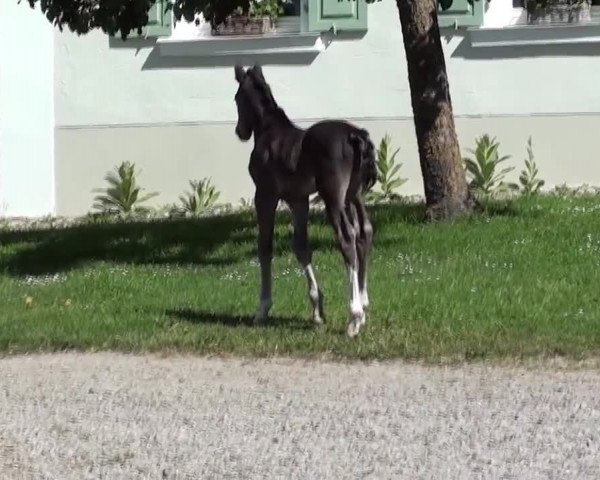 Video of Royal Milkface