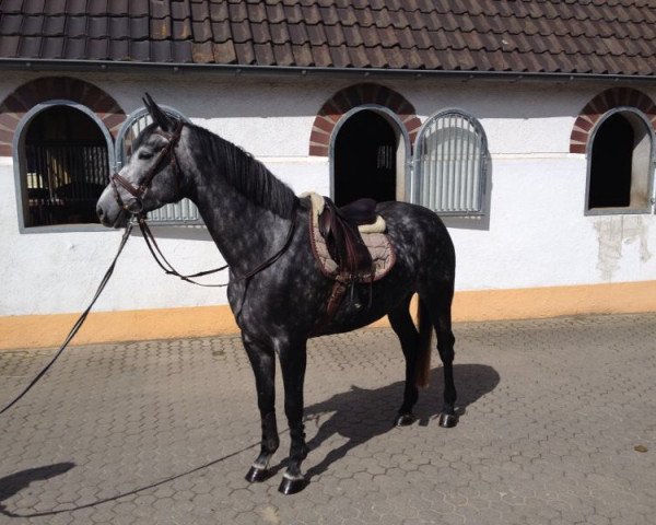Springpferd Cherry Coke DS (Westfale, 2010, von Congress)