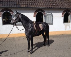 Springpferd Cherry Coke DS (Westfale, 2010, von Congress)
