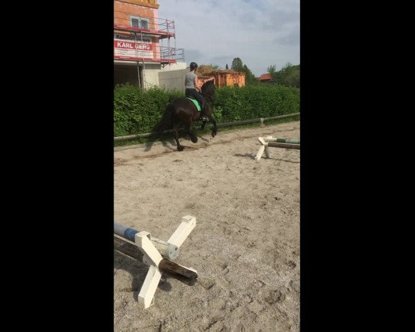 Video von Friese 7 J