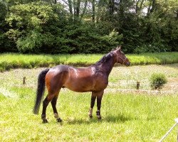 dressage horse Schröder B (Rhinelander, 2009, from Spielberg)