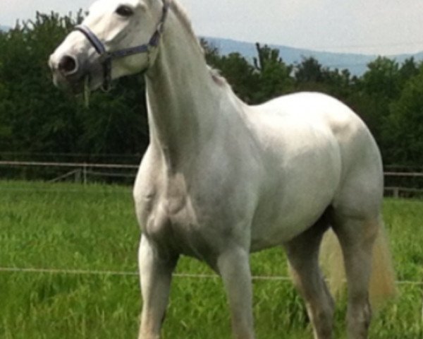dressage horse Franklin 45 (Westphalian, 2003, from Floresco NRW) dressage horse Franklin 45 (Westphalian, 2003, from Floresco NRW)