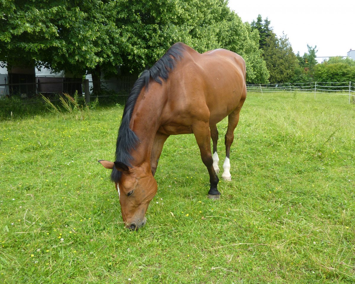 horse Nordstern K (Saxony-Anhaltiner, 1999, from Nerv 1370)