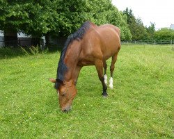 dressage horse Nordstern K (Saxony-Anhaltiner, 1999, from Nerv 1370)