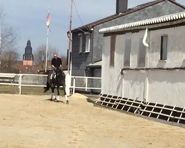 Video of Rookie 14