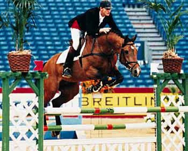 Deckhengst Hattrick VDL (KWPN (Niederländisches Warmblut), 1989, von Ahorn)