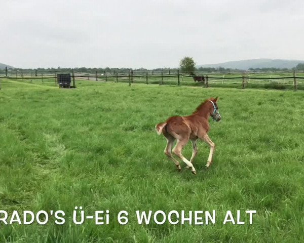 Video of Acorado's ü-Ei