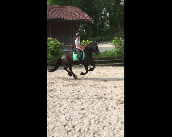 Video von Friese 7 J