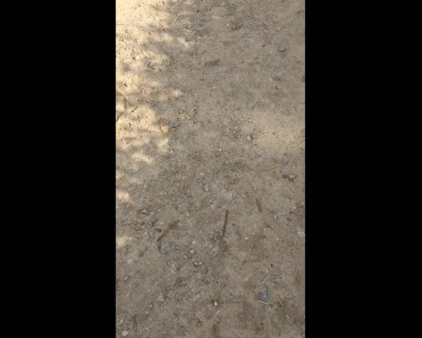 Video von Friese 7 J
