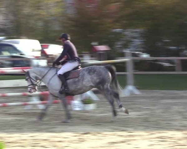Video de carpigiana