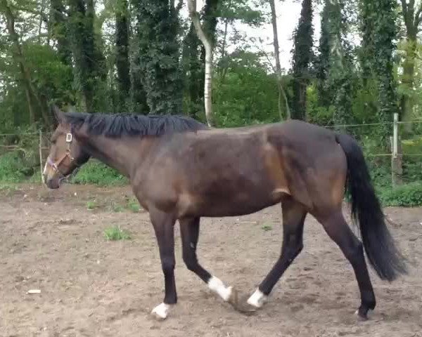 Video von Contesse 17