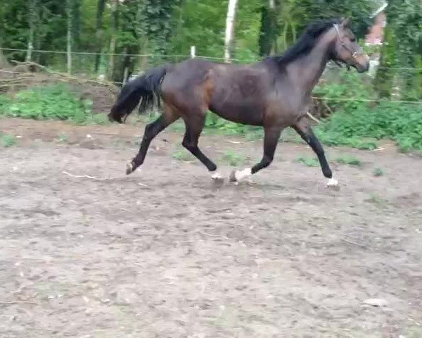 Video von Contesse 17