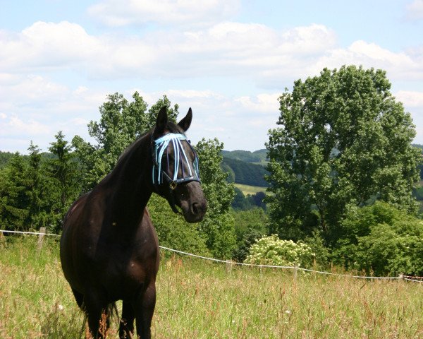 broodmare Bijou (Hanoverian, 2000, from Bergamon)