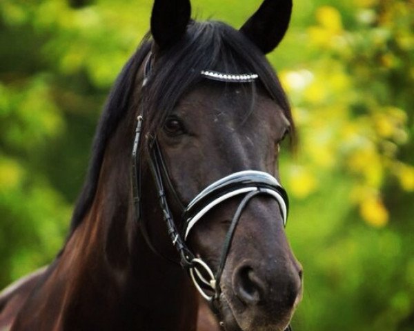 dressage horse Breezer von Ludwigsburg (Trakehner, 2001, from Abisko)