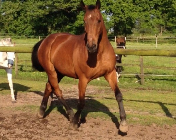 Caballo Pikador 4 (Hannoveriano, 1989, de Pik Bube II)
