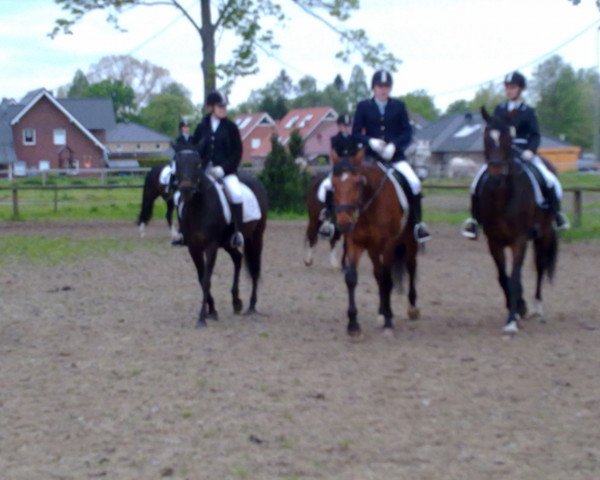 jumper Landstar 3 (Hanoverian, 1997, from Landsieger I)