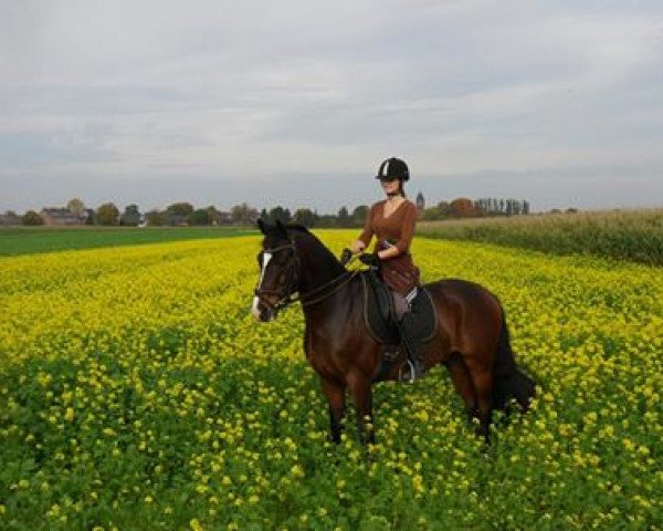 horse Equivitals Dreamy Boy (Westphalian, 2006, from Dream On)