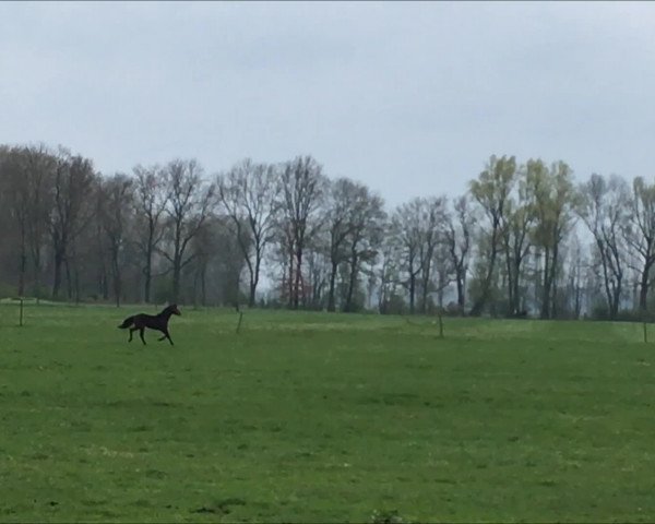 Video von Carlani