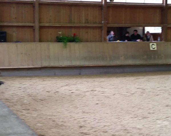 Video of Willy the Kid 3