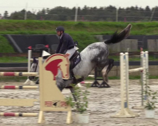 Reitturnier Schülp / Rendsburg 2021