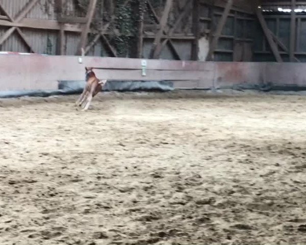Video of Acorado's ü-Ei
