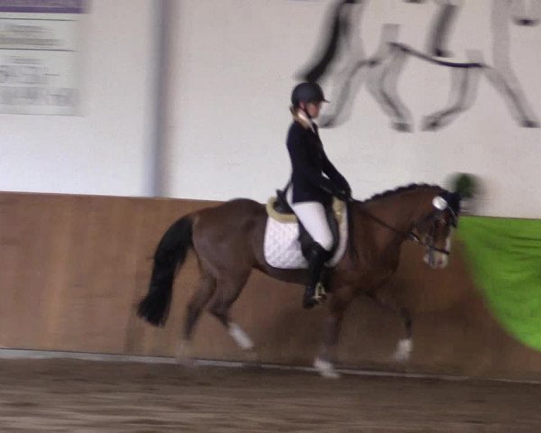 Reitturnier Dohrener Pferdetage 2017