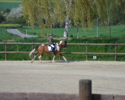 dressage horse Dark Dancer (Lewitzer, 2007, from Devino Chico)