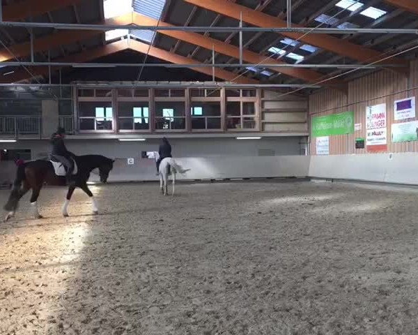 Video of Royal Flash R